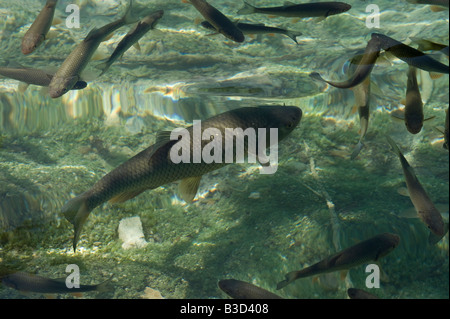 Fischen Sie in den erstaunlich klares Ende Cleen Gewässern in Plitvicer Seen Nationalpark Kroatien County Lika Senj 10km östlich von Bihac Croa Stockfoto