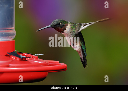 Ruby – Throated Kolibri männlichen Besuch ein Feeder Stockfoto