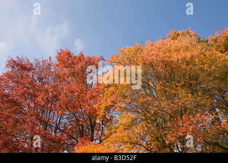 Washington DC USA Herbstfarben in Washington, D.C. von der rot-Ahorn und der Zucker-Ahorn hergestellt. Stockfoto