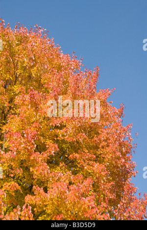 Washington DC USA Herbst Farbe in Washington DC von der Zucker-Ahorn hergestellt Foto Copyright Lee Foster Foto 31 washdc75509 Stockfoto