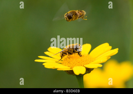 Schwebfliege in der Luft über einem anderen Schwebfliege Fütterung auf eine helle gelbe Mais Ringelblume-Blume. Stockfoto