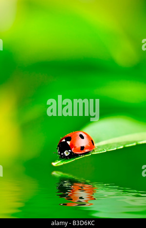 Marienkäfer auf einem Blatt Wasser spiegeln Stockfoto