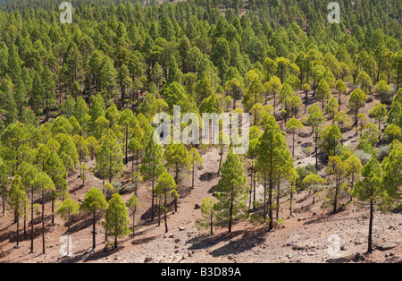 Pinienwald in den Bergen von Gran Canaria. Lokaler Name, Pino Canario. Lateinischer Name, Pinus Canariensis. Stockfoto