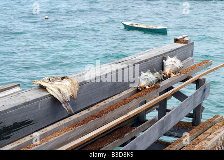 Muscheln und Fisch auf einige Stücke Holz in der Nähe der Küste zum Trocknen Stockfoto