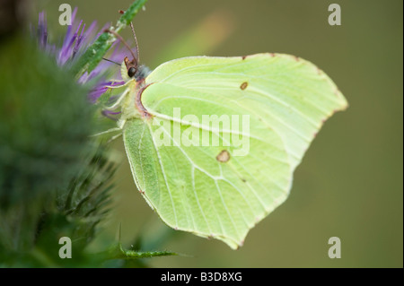 Gonepteryx Rhamni. Brimstone Schmetterling Fütterung auf einer Distel. UK Stockfoto