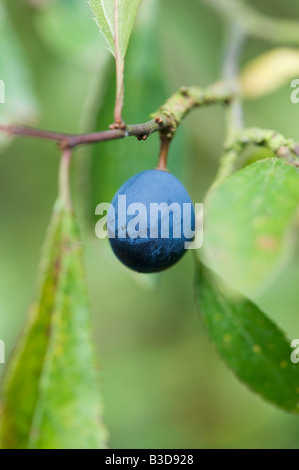Prunus Spinosa. Schlehen-Beere auf Baum Stockfoto