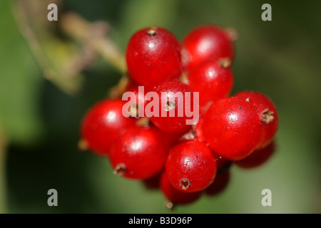 Beeren, Geißbauch Stockfoto