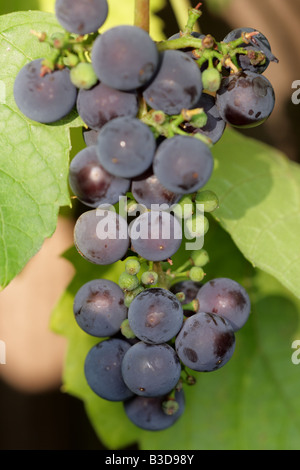 Im Sommer hängen Trauben an einer Weinrebe Stockfoto