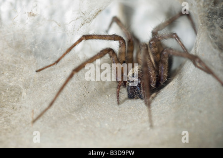 Haus Spinne Tegenaria Domestica in röhrenförmigen Rückzug Großbritanniens Digital erfassen Stockfoto