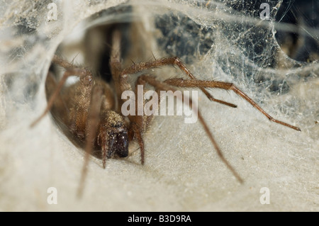 Haus Spinne Tegenaria Domestica in röhrenförmigen retreat Stockfoto