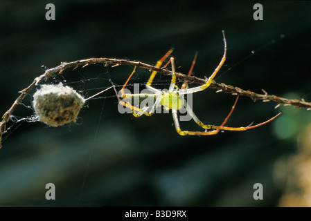 Araignée Luchs et Sohn Cocon Genre Peucetia Dans la Famille des Oxyopidae Ces Araignées Chasseuses 3-4 cm Se Trouvent Dans la Végé Stockfoto