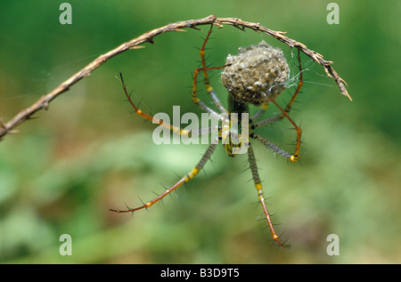 Araignée Luchs et Sohn Cocon Genre Peucetia Dans la Famille des Oxyopidae Ces Araignées Chasseuses 3-4 cm Se Trouvent Dans la Végé Stockfoto