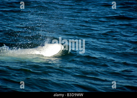 Beluga-Wal spritzenden und coming up für Luft in der Churchill River Mündung Stockfoto