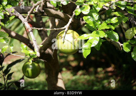 Passionsfrucht Maracuja, Passiflora Edulis, Halbinsel Yucatan, Mexiko Stockfoto