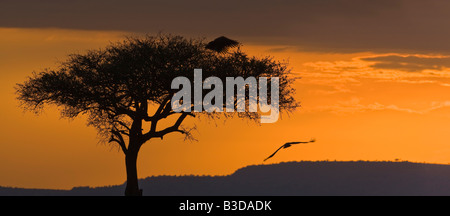 Orange Rot Sonnenuntergang Panorama Afrikanischer Fischadler Segelfliegen in Silhouette neben 1 großen Akazie und Berg Masai Mara National Reserve Kenia Afrika Stockfoto