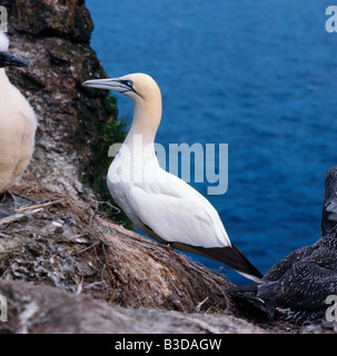 Fou de Bassan Basstoelpel Northern Gannet Sula Bassana Morus Bassanus Erwachsenen sitzen auf einem Felsen Tiere Aves Vögel Europa Europa F Stockfoto