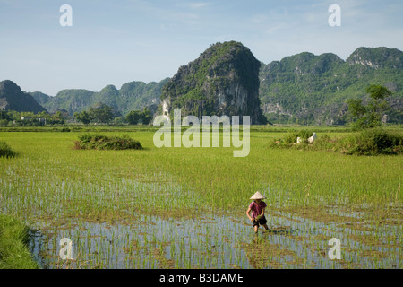 Eine Vietnamesin, die Arbeit in den Reisfeldern bei Tam Coc in Nord-Zentral-Vietnam. Liebevoll genannt, Halong-Bucht an Land. Stockfoto