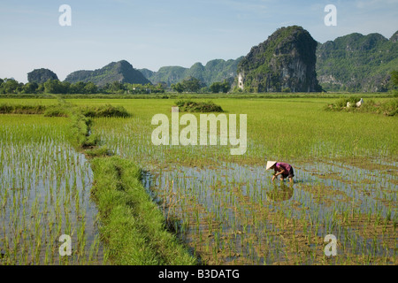 Eine Vietnamesin, die Arbeit in den Reisfeldern bei Tam Coc in Nord-Zentral-Vietnam. Liebevoll genannt, Halong-Bucht an Land. Stockfoto