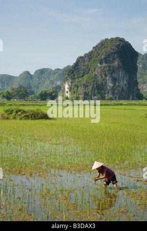 Eine Vietnamesin, die Arbeit in den Reisfeldern bei Tam Coc in Nord-Zentral-Vietnam. Liebevoll genannt, Halong-Bucht an Land. Stockfoto