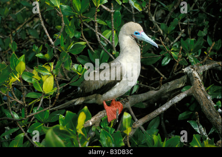 Fou ein Pieds rouges Red footed Booby Sula Sula Websteri Galapagos Amerika amerikanische Tier aquatische Aves Vogel Vögel Tölpel Stockfoto