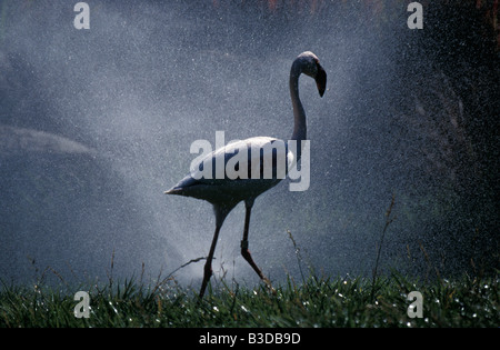 Flamant des Anden Andenflamingo Anden Flamingo Phoenicopterus Andinus Baden Andenflamingos Tiere Aves Vögel flamant des und Stockfoto