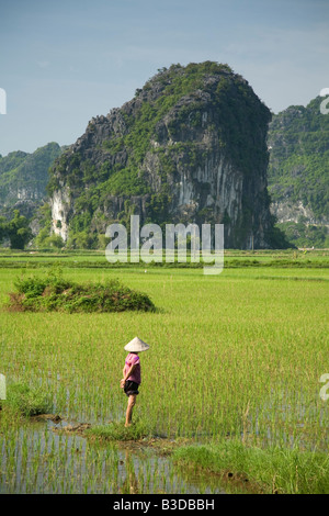 Eine Vietnamesin, die Arbeit in den Reisfeldern bei Tam Coc in Nord-Zentral-Vietnam. Liebevoll genannt, Halong-Bucht an Land. Stockfoto