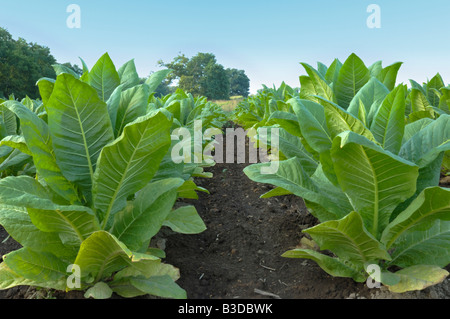 Burley-Tabak-Pflanzen wachsen in Feld in Kentucky USA Stockfoto