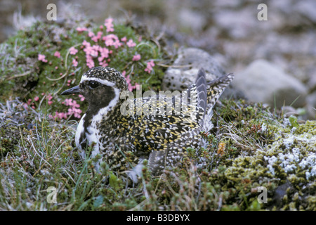 Pluvier Doré Golden Plover Erwachsene und Nest mit Eiern Pluvialis Apricaria schreien Shetland Erwachsenen APRICARIA Eiern GOLDEN horizontale hor Stockfoto