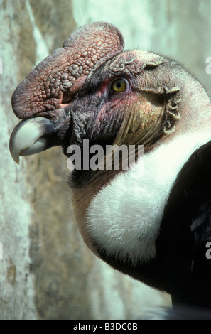 Porträt der Andenkondor Erwachsenen Vultur Kondor Erwachsene Erwachsene allein Anden-Kondor Vultur Kondor Anden-Kondor Vultur Gryp Condor Stockfoto