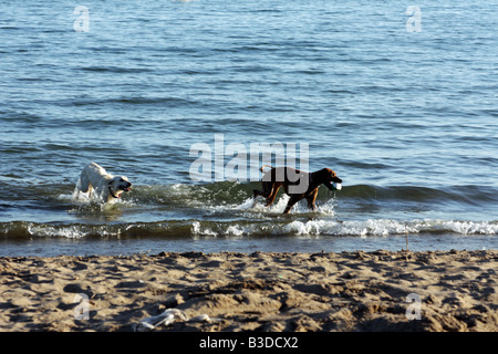 Hund jagt einander am Strand Stockfoto
