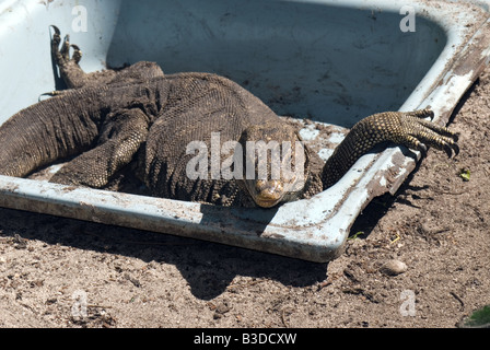 Waran in einer Wanne sitzen in der Sonne aufwärmen Stockfoto