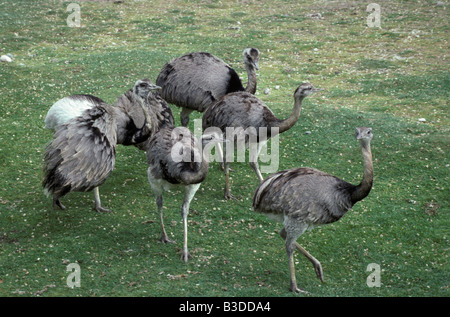 Nandou amerikanischen Nandus Pantanal Brasilien Rhea Americana Erwachsene Amerika Tier Tiere Vogel Vögel Brasilien Essen horizontale Gruppenform Stockfoto