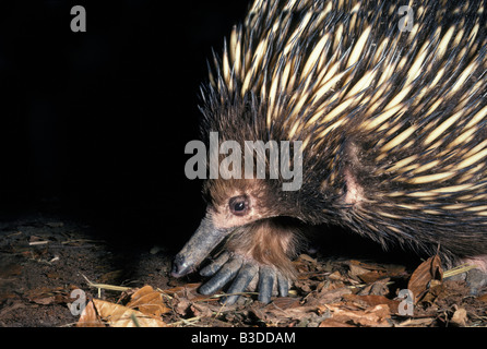 Echidne kurze Schnabel Echidna Tachyglossus Aculeatus ernährt sich von Termiten eine Eiablage Säugetier Australien Aculeatus Tier Stockfoto