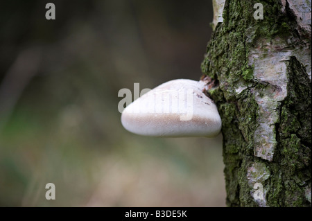 Piptoporus Betulinus. Birken Sie-Halterung Pilze an einem Baumstamm Silver Birch. UK Stockfoto