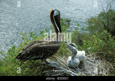 Erwachsenen braune Pelikan Pelecanus Occidentalis im Nest mit zwei Küken auf Bartolome Insel der Galapagos Insel Gruppe Adult baby Stockfoto