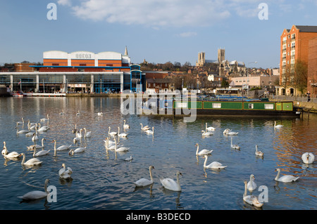 Schar von Schwänen auf Brayford Pool in Lincoln, Llincolnshire, Großbritannien Stockfoto