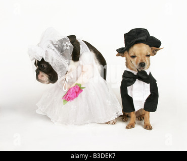 zwei Hunde in Hochzeitskleidung heiraten Stockfoto