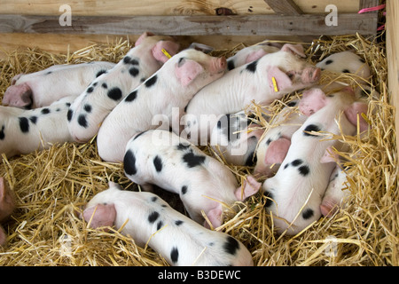 Gloucester alten Ort Ferkel bei Cranleigh Show, 2008 Stockfoto