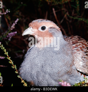 Grey Partridge-Perdix Perdix am nest Perdrix Grise au Nid Frankreich Portrait Porträt Tier-Bau Tier Konstruktionen Babi Stockfoto