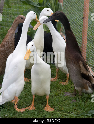 Indische laufen Enten, Cranleigh Show 2008 Stockfoto