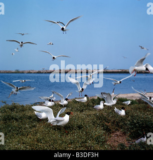 mediterrane Möve Larus Melanocephalus Zucht Kolonie paar fordert Frankreich Camargue Europa Süd Europa Frankreich Camargue Europ Stockfoto