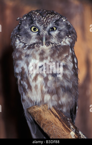 Kanincheneule USA Speotyto Cunicularia Athene Cunicularia Erwachsene Amerika Tier Tier Porträt Tiere Vogel Vögel Blickkontakt Fl Stockfoto