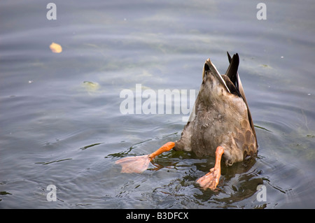 Amerikanische schwarze Ente sucht nach Nahrung in einem flachen See. Stockfoto