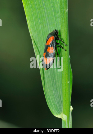 Rot und schwarz Blutzikade Cercopsis Vulnerata auf Rasen Stockfoto