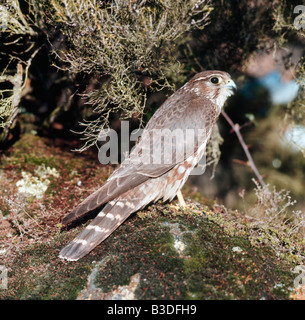 Faucon Hobereau Falco Subbuteo Baumfalke Hobby Eurasian Hobby Falco Subbuteo Europa Europa Greifvogel Vögel von beten Greifvoegel Stockfoto