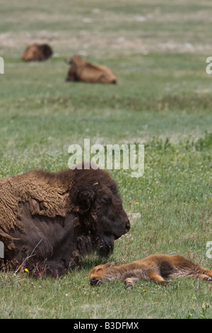 Bison-Mutter und Kalb, Custer State Park, South Dakota, USA Stockfoto