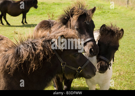 Drei Shetland-Pony Fohlen in einem Feld Stockfoto