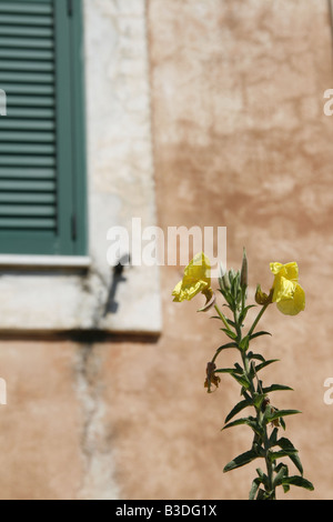 gelbe Blume und Fenster in Italien Stockfoto