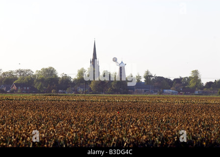 Narzissen und Tulpen Blumen Felder am Moulton in Lincolnshire Großbritannien sterben Stockfoto