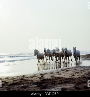 Manade de Chevaux Camarguais Frankreich Equus Herde Herden Inland Ufer 13 landwirtschaftliche Landwirtschaft Landwirtschaften Air Alpes Tier Stockfoto